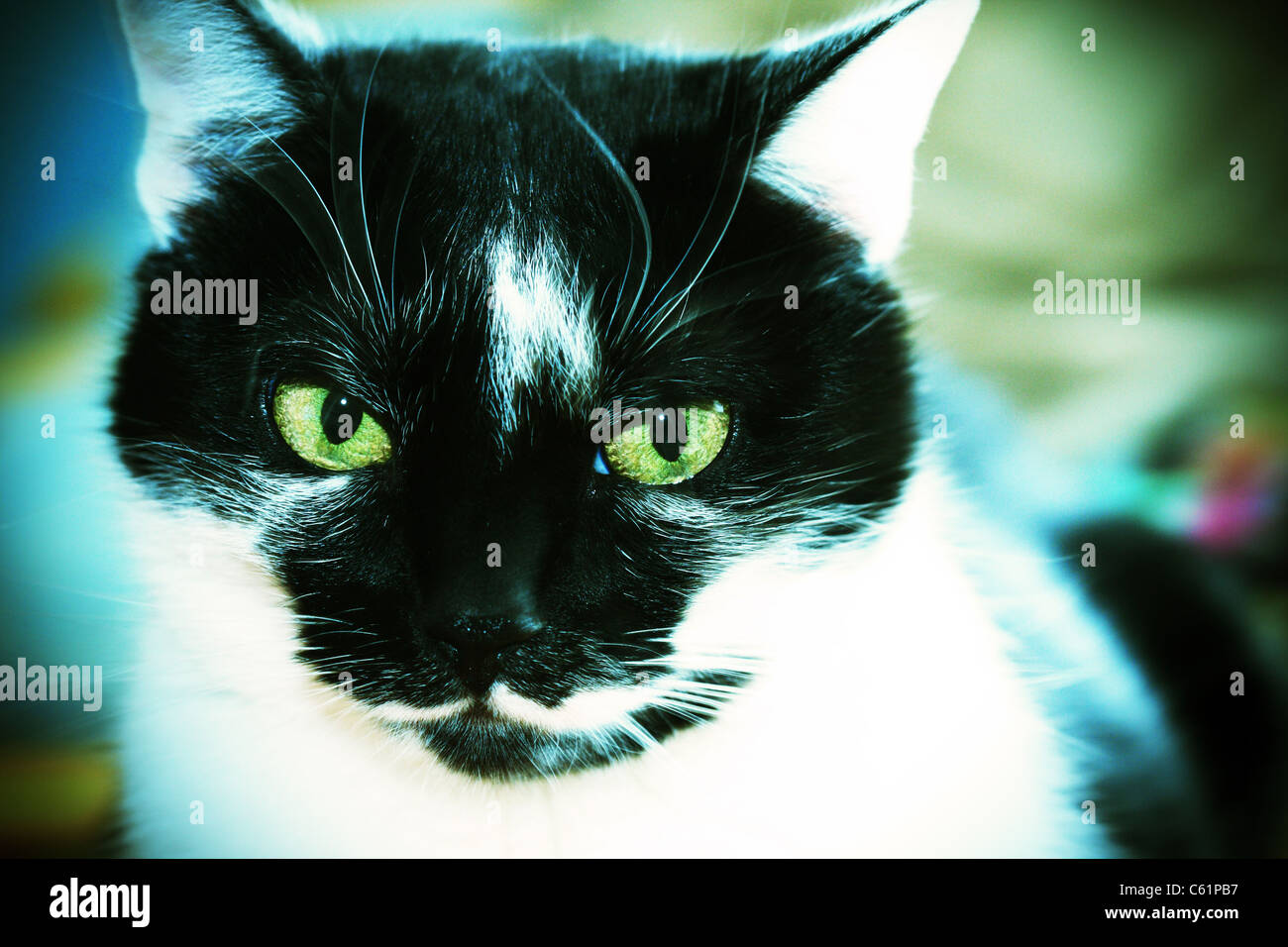 Portrait of a black and white cat Stock Photo - Alamy