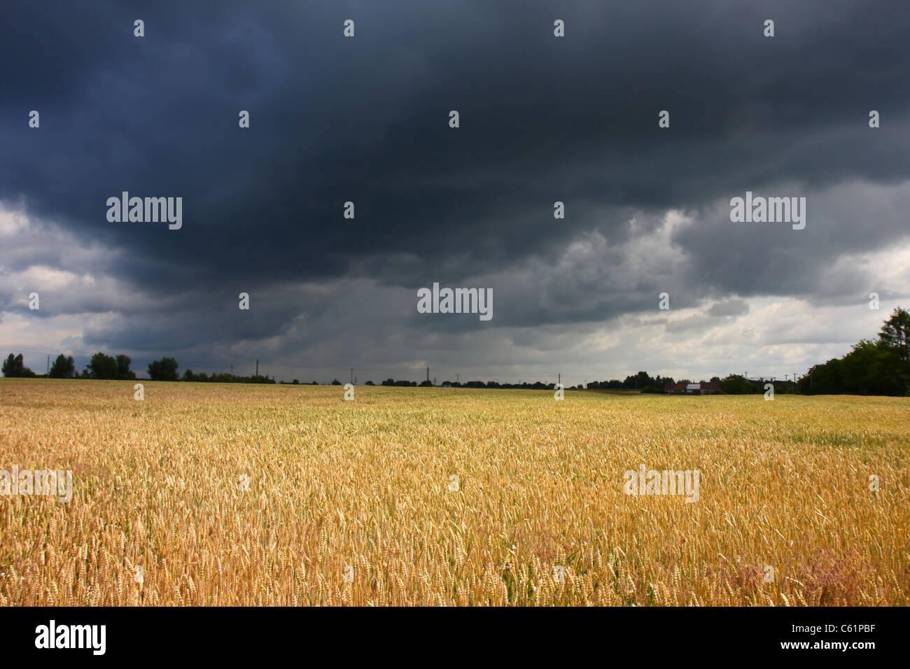 Wheat field before storm in summer Stock Photo - Alamy