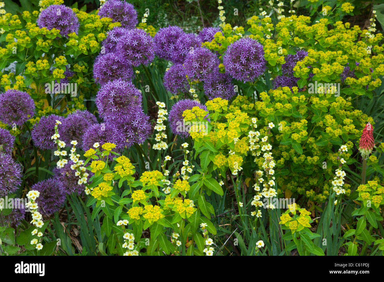 Purple Alliums and Euphorbia Polychroma growing in flower bed Stock Photo