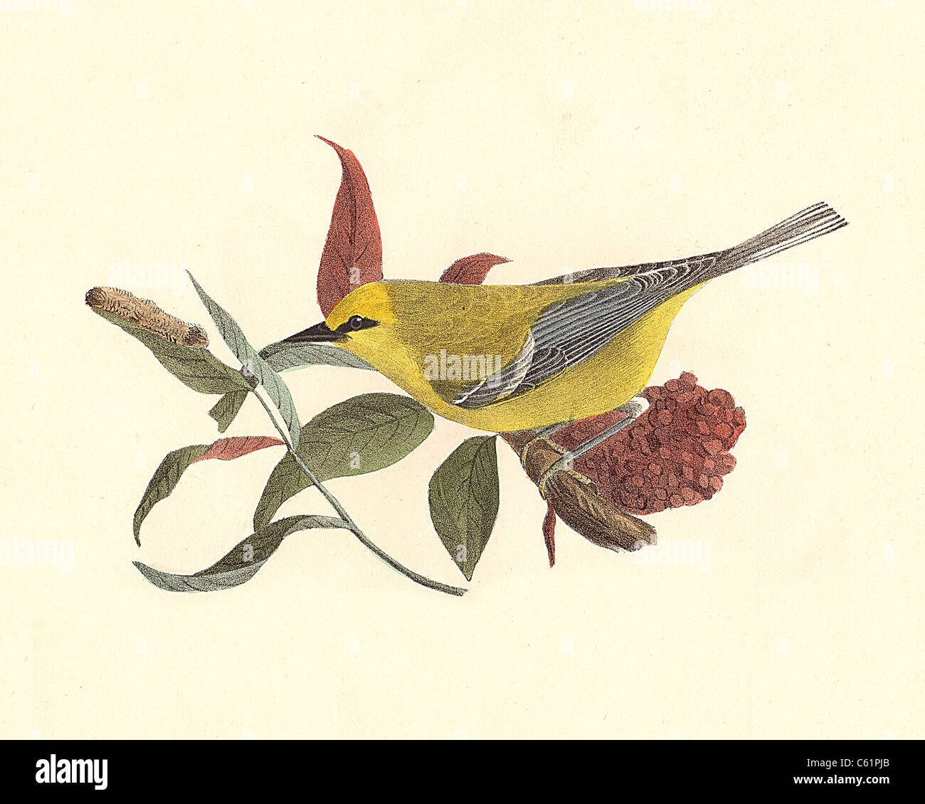 The Blue-winged Warbler (Vermivora solitaria, Vermivora cyanoptera) vintage bird lithograph - James De Kay, Zoology of New York or the NY Fauna, Birds Stock Photo