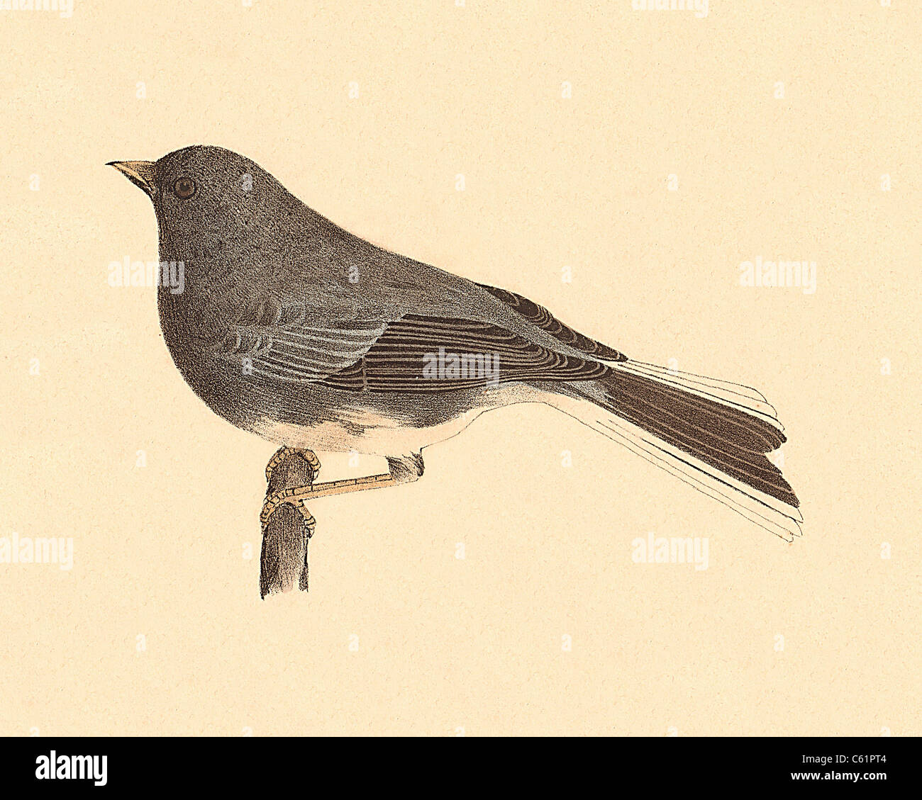 The Snowbird, Dark-eyed Junco (Struthus hyemalis, Junco hyemalis)  vintage bird lithograph - James De Kay, Zoology of New York, or the NY Fauna, Birds Stock Photo