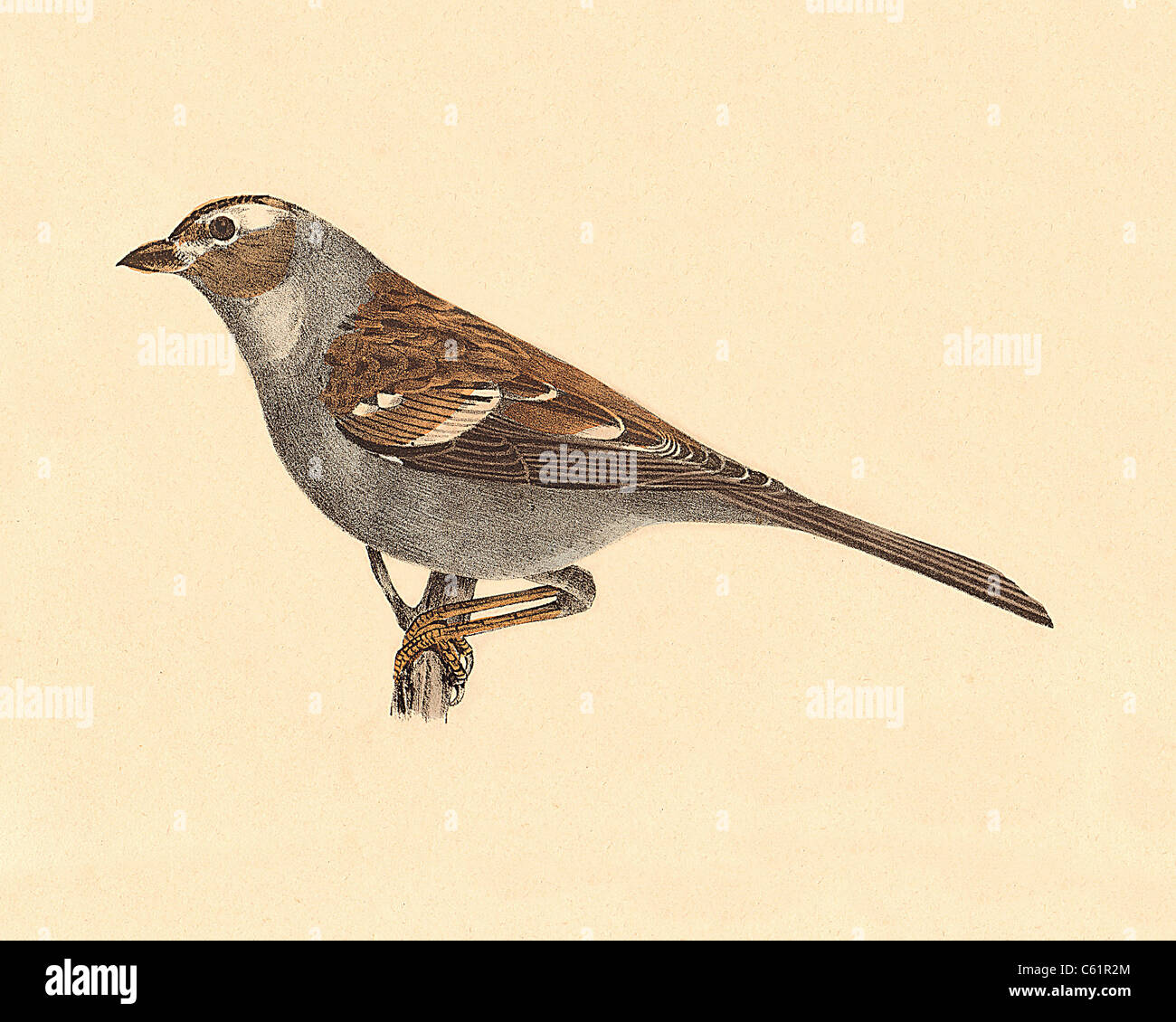 The White-crowned Sparrow (Fringilla leucophrys, Zonotrichia leucophrys) vintage bird lithograph - James De Kay, Zoology of New York, Fauna, Birds Stock Photo