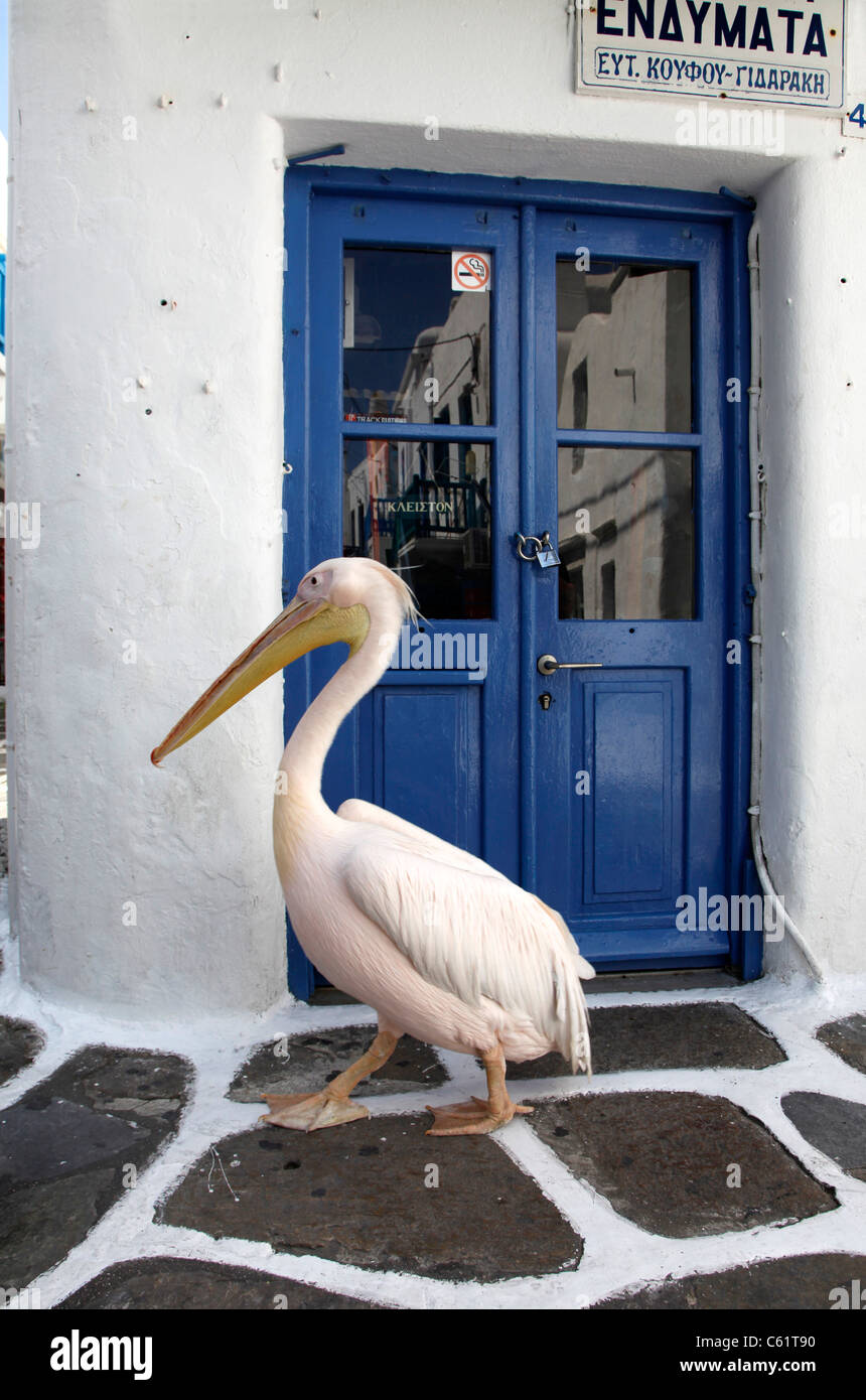 Typical pink pelican, Old town, typical white and blue colors, Mediterranean island Mykonos, Greece, Europe. Stock Photo