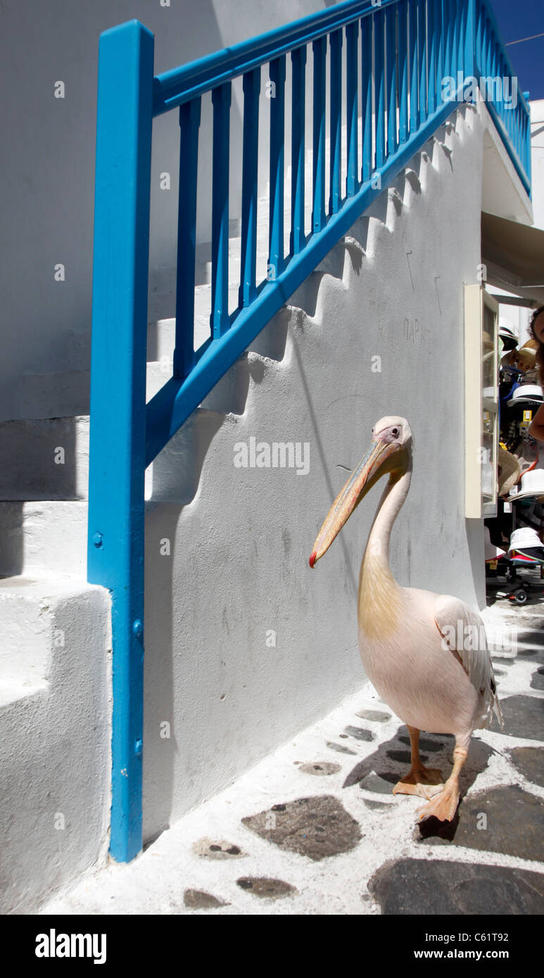 Typical pink pelican, Old town, typical white and blue colors, Mediterranean island Mykonos, Greece, Europe. Stock Photo