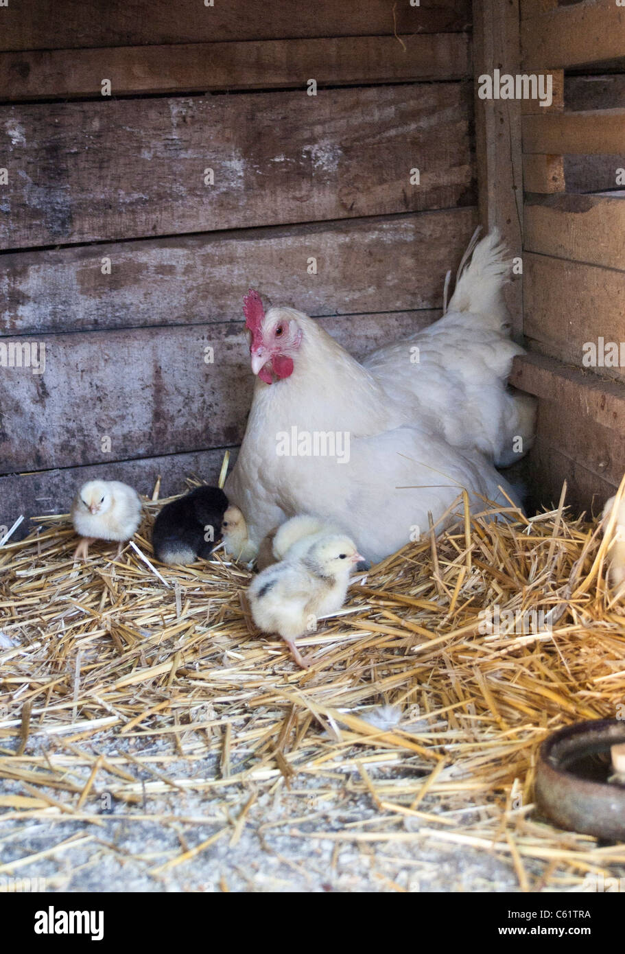 Hen with chickens, pullet Stock Photo Alamy