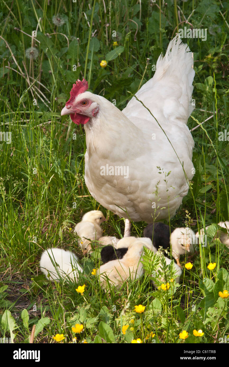 Hen with chickens, pullet Stock Photo Alamy