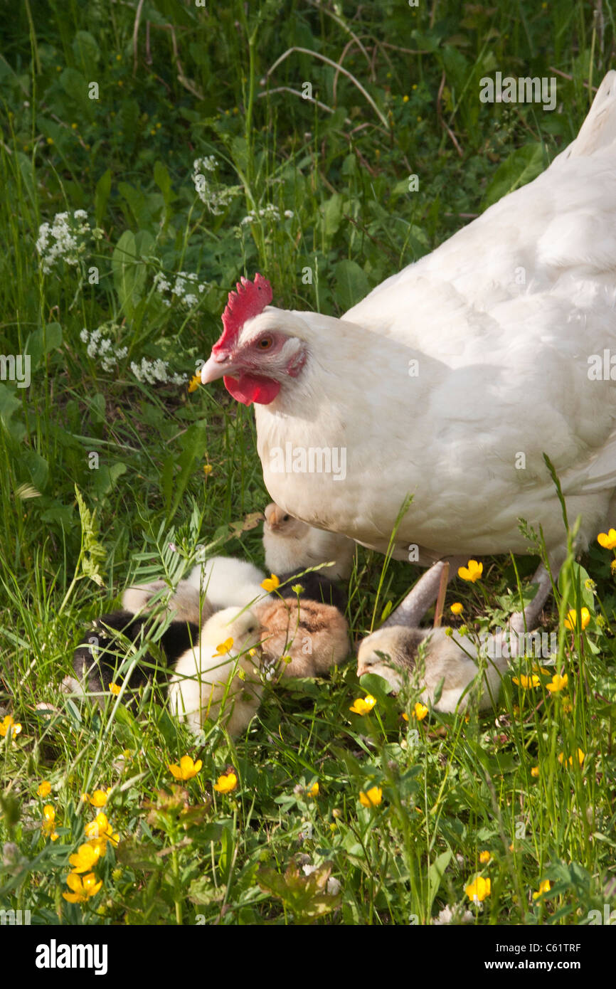 Hen with chickens pullet Stock Photo Alamy