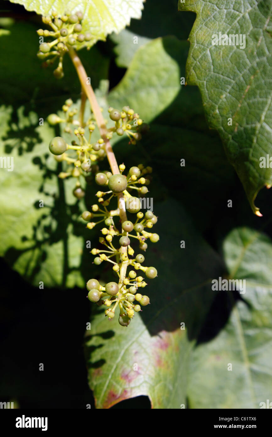 Grape vine uk hires stock photography and images Alamy