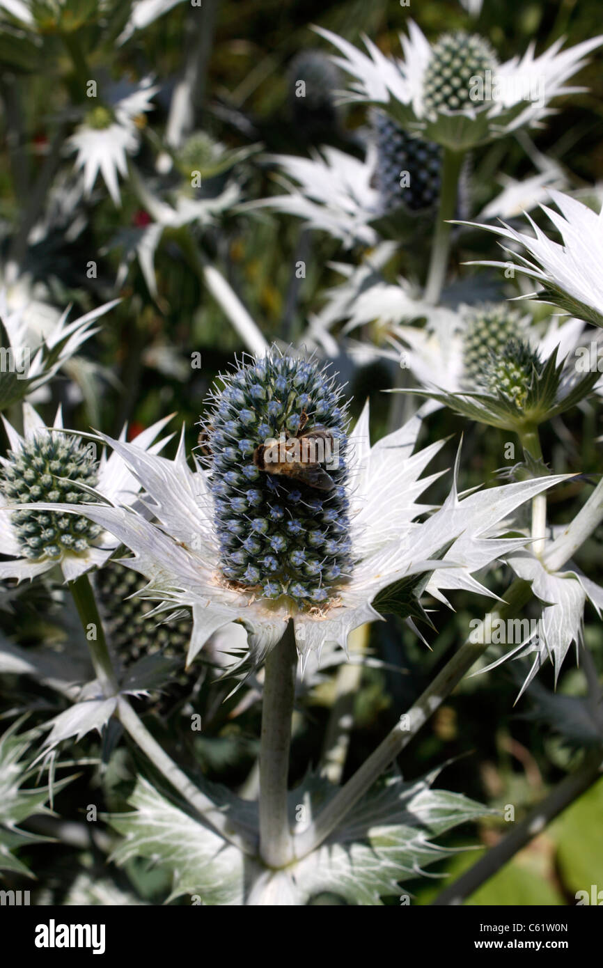 ERYNGIUM GIGANTEUM. MISS WILLMOTTS GHOST. ERYNGO. SEA HOLLY Stock Photo