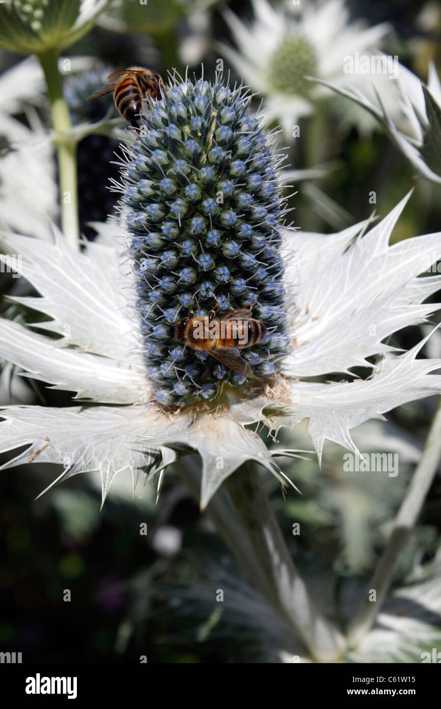 ERYNGIUM GIGANTEUM. MISS WILLMOTTS GHOST. ERYNGO. SEA HOLLY Stock Photo