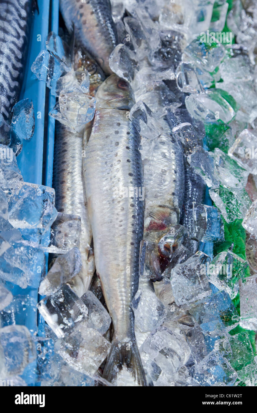 Sardines head hires stock photography and images Alamy