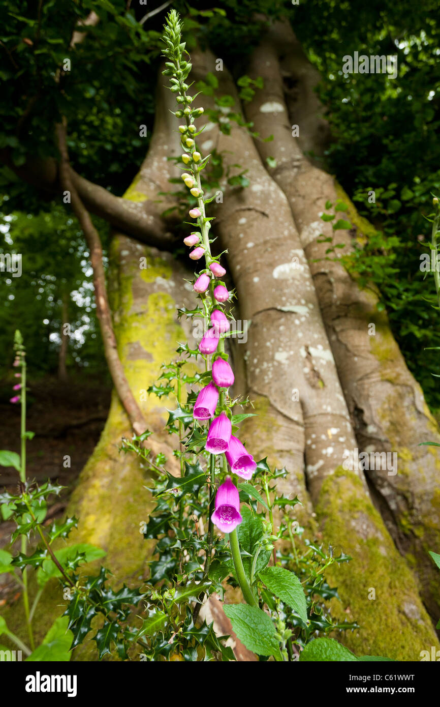 Foxgloves, Digitalis Purpurea, Grizedale Forest, Cumbria Stock Photo