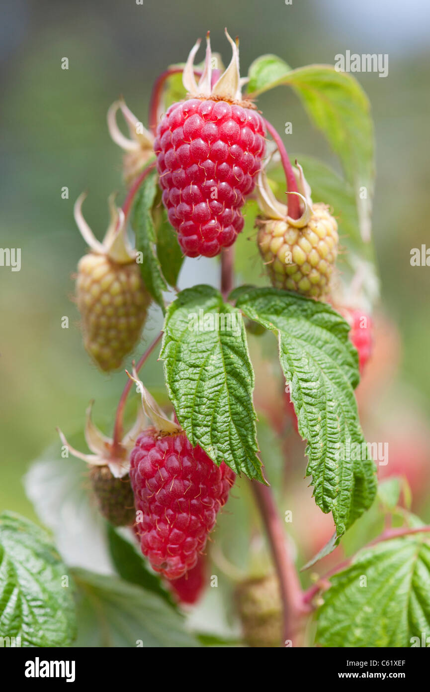 Rubis Idaeus . Raspberry 'Autumn Treasure' fruit on the bush Stock Photo