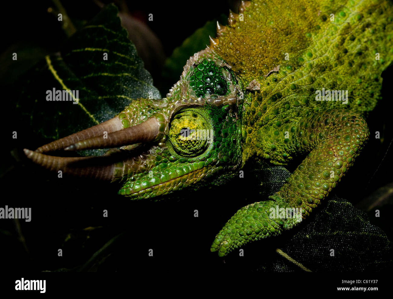 A Jackson's Chameleon on a leaf Stock Photo