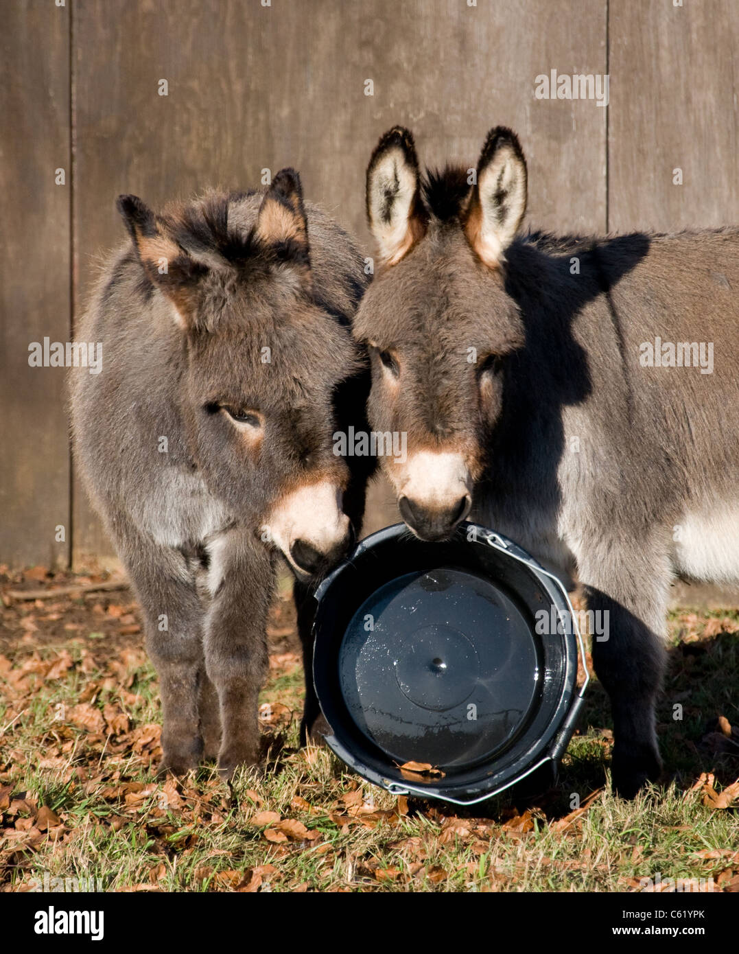 Two cute donkeys holding a black feed bowl Stock Photo Alamy