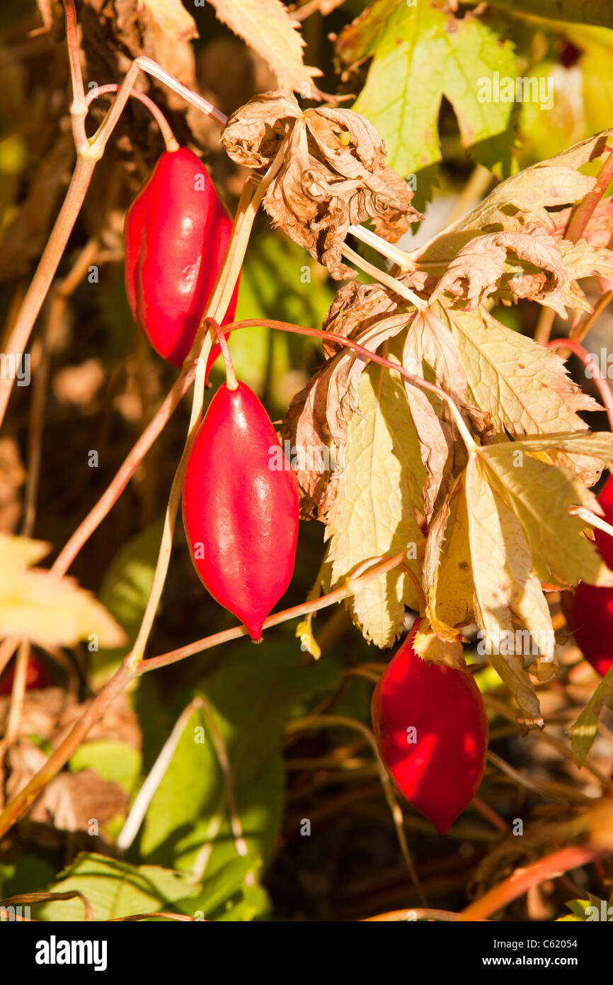 The fruits of Podophyllum hexandrum, or Himalayan may apple, also known as the Indian may apple. Stock Photo