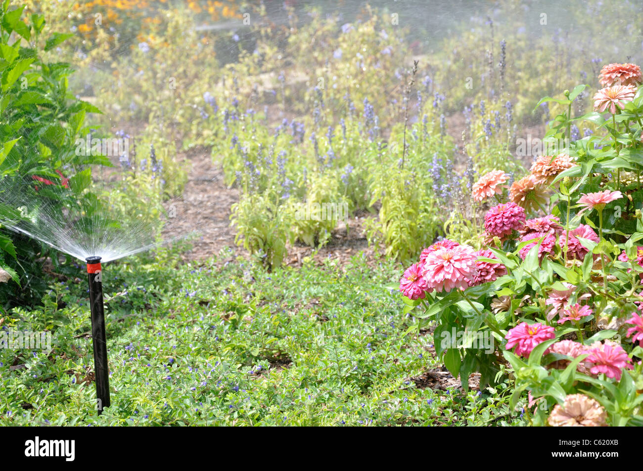 Garden being watered Stock Photo Alamy