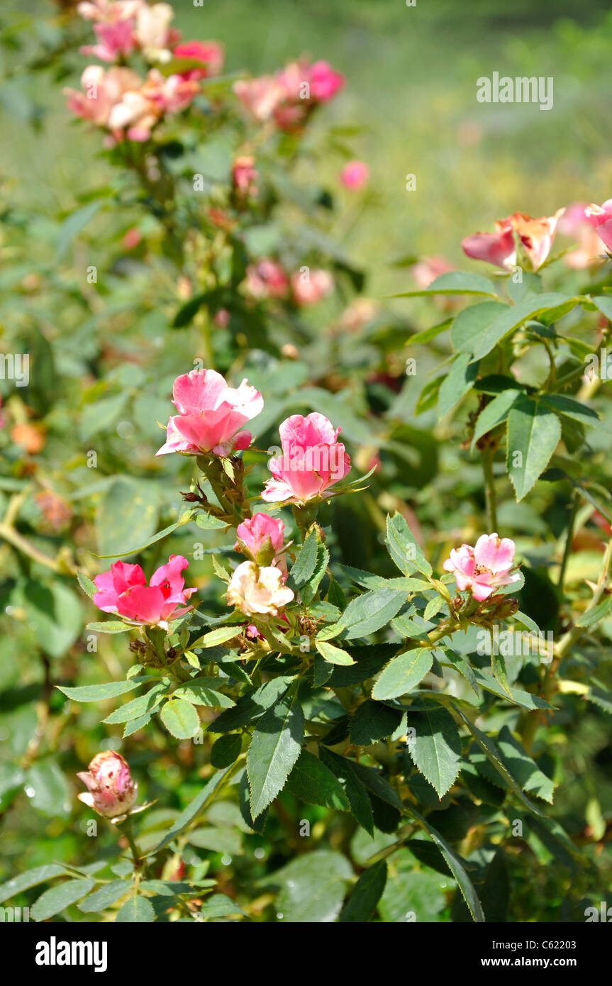 Knock Out Shrub Rose Rosa Radrazz Stock Photo