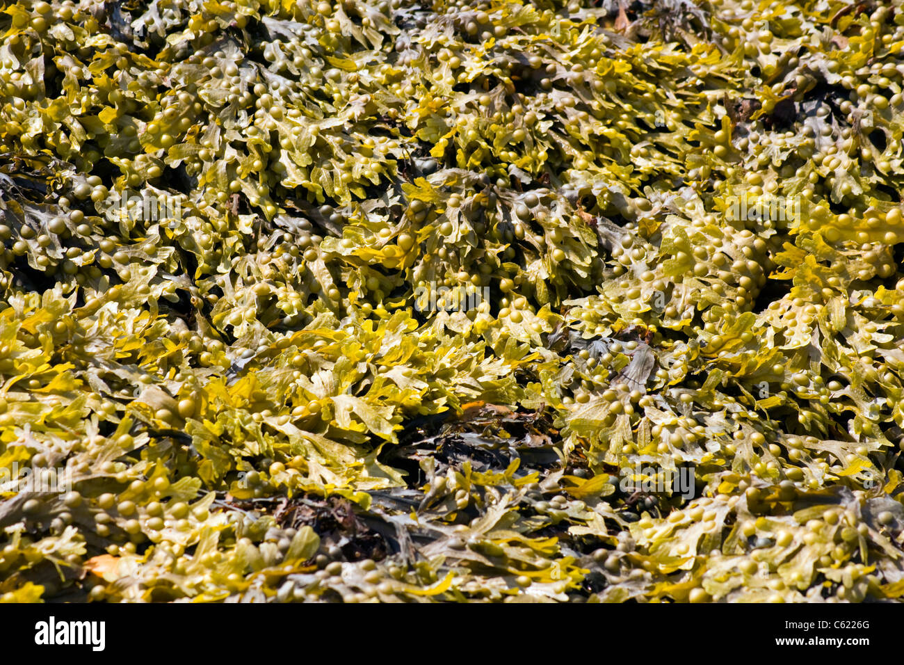 Seaweed Stock Photo