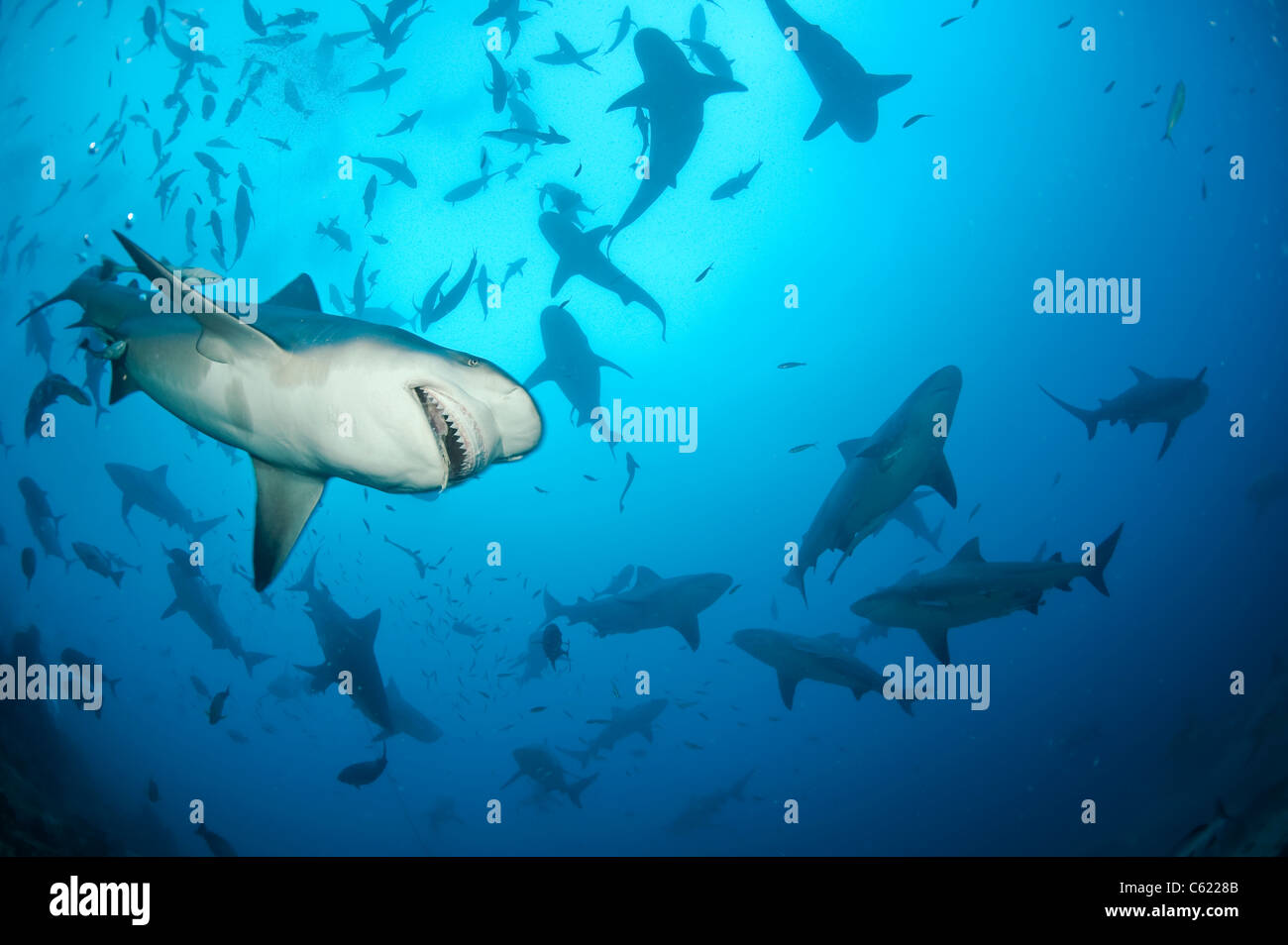 Shark reef marine reserve fiji hi-res stock photography and images - Alamy