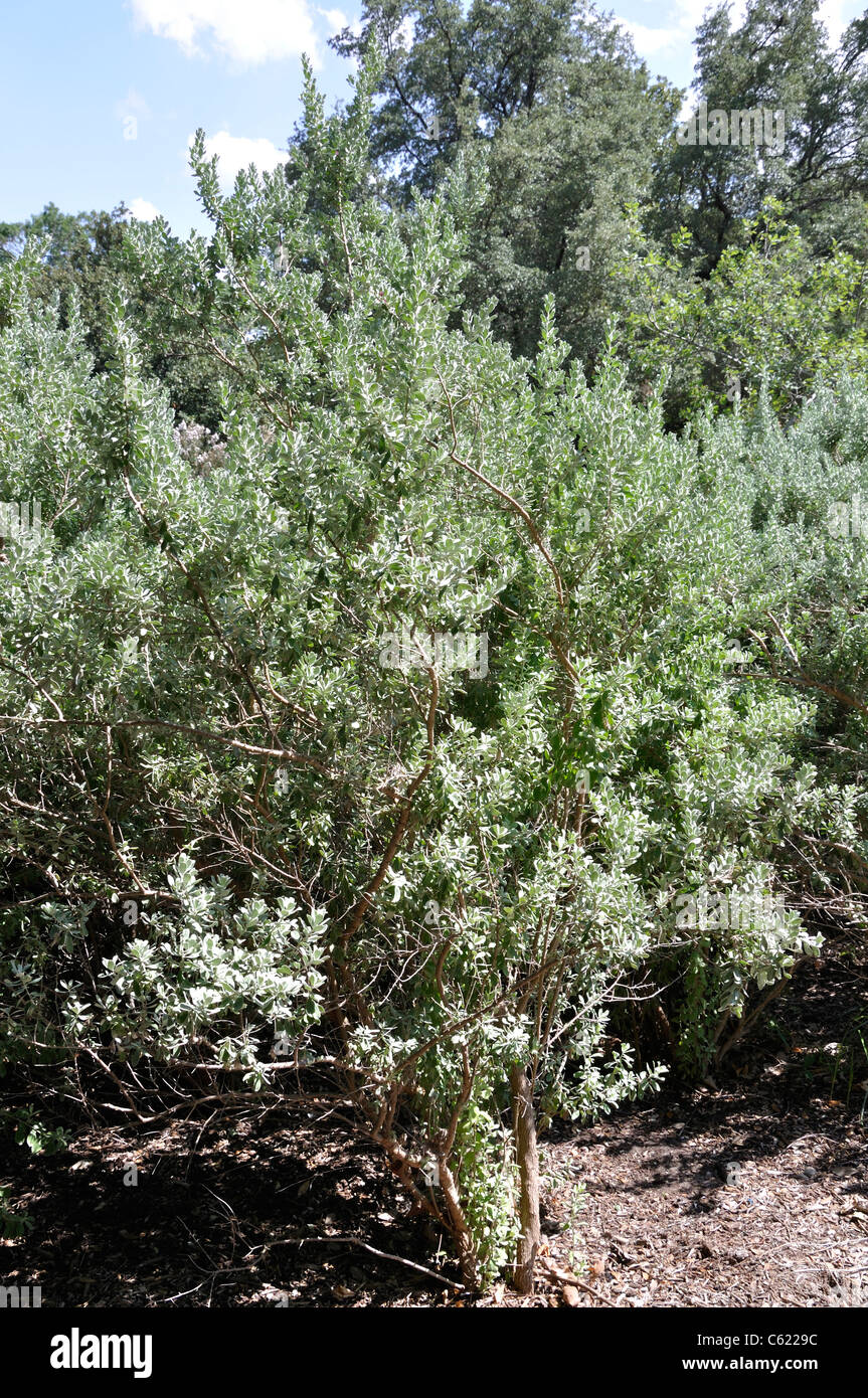 Texas Sage - Leucophyllum frutescens Stock Photo