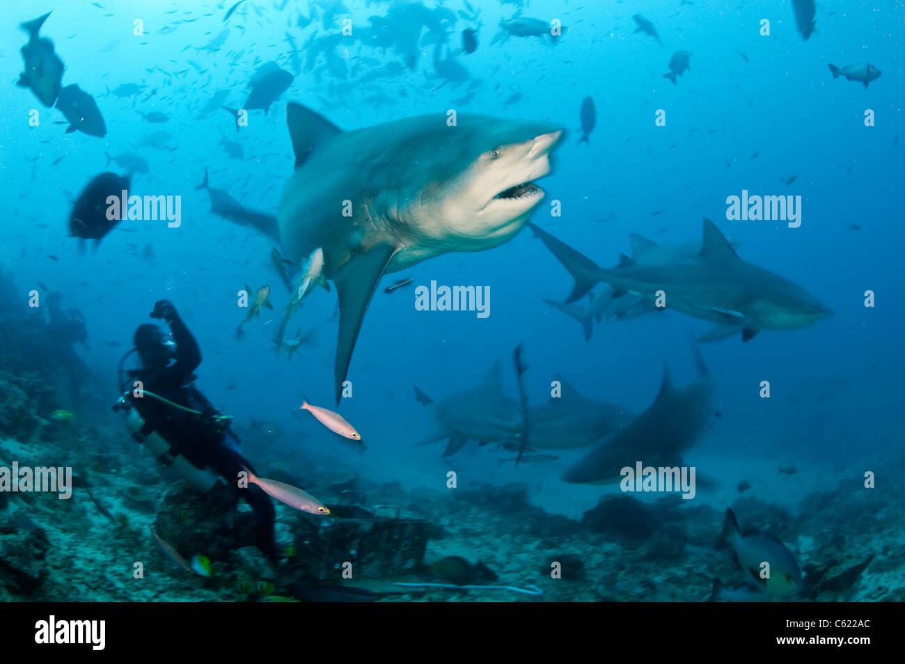 Scuba diver feeds a Bull Shark, Carcharhinus leucas, during a shark dive offshore Pacific Harbor, Viti Levu, Fiji Stock Photo