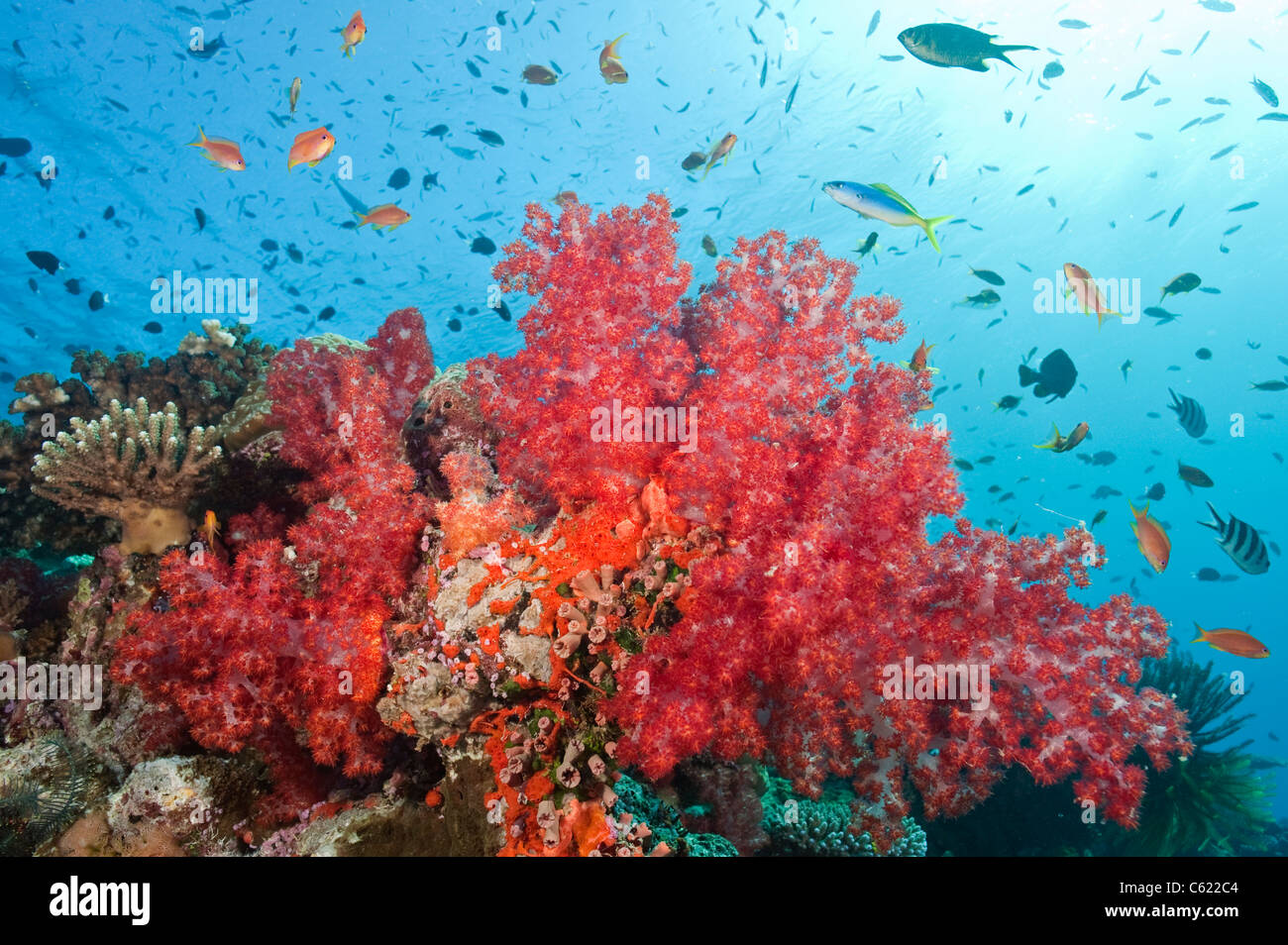 Coral reef in Beqa Lagoon, Pacific Harbor, Viti Levu, Fiji adorned with soft corals from the Dendronephthya family. Stock Photo