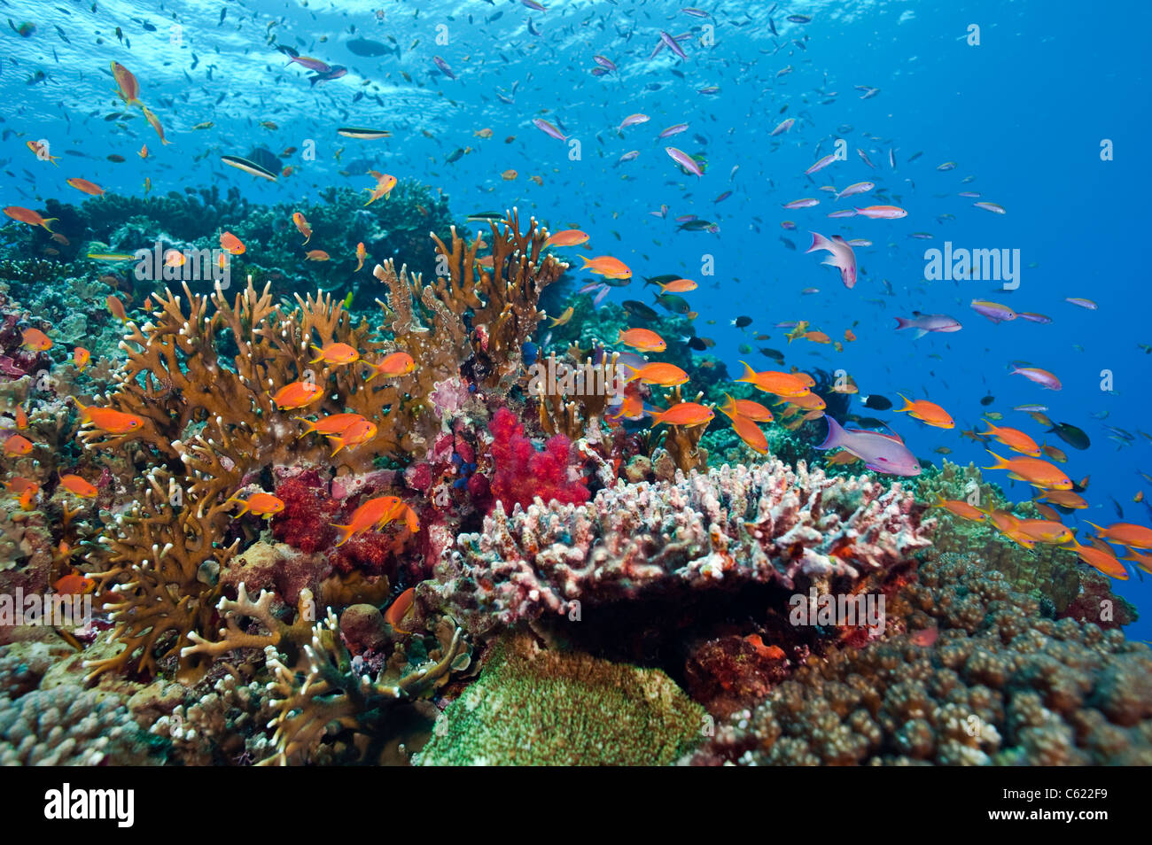 Coral reef in Beqa Lagoon, Pacific Harbor, Viti Levu, Fiji adorned with soft corals from the Dendronephthya family. Stock Photo
