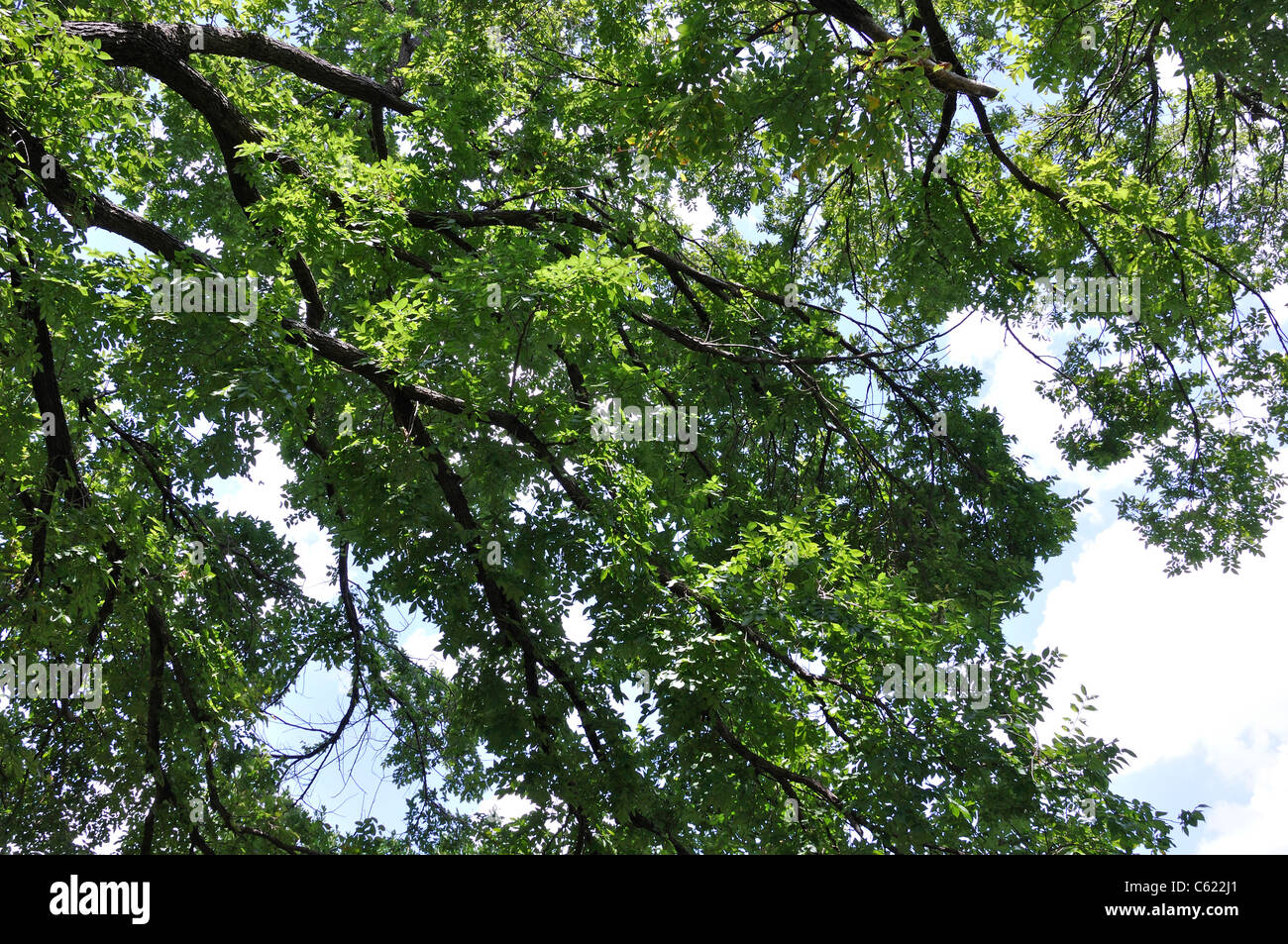 American Elm - Ulmus americana Stock Photo