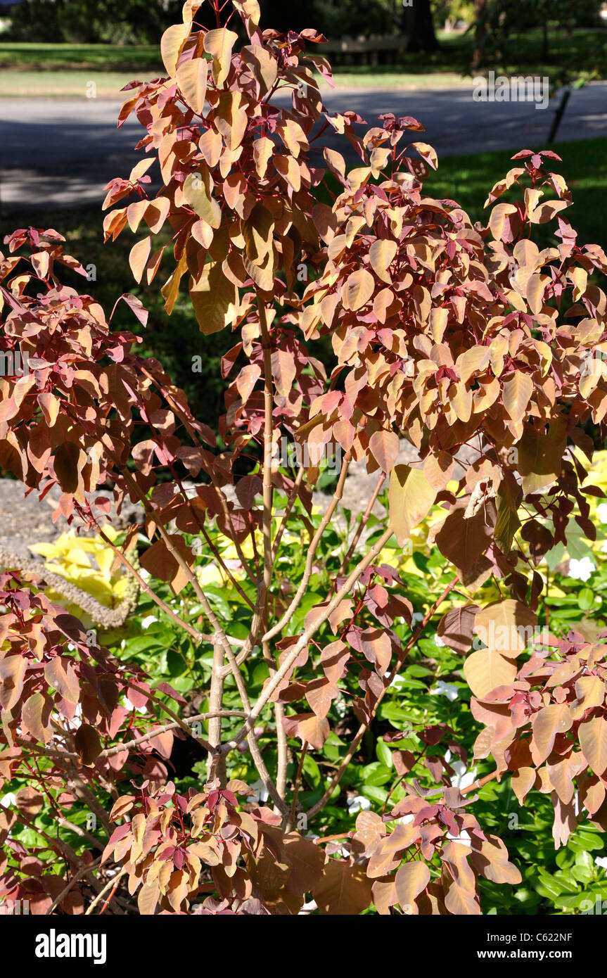 Caribbean Copper Plant - Euphorbia cotinifolia Stock Photo