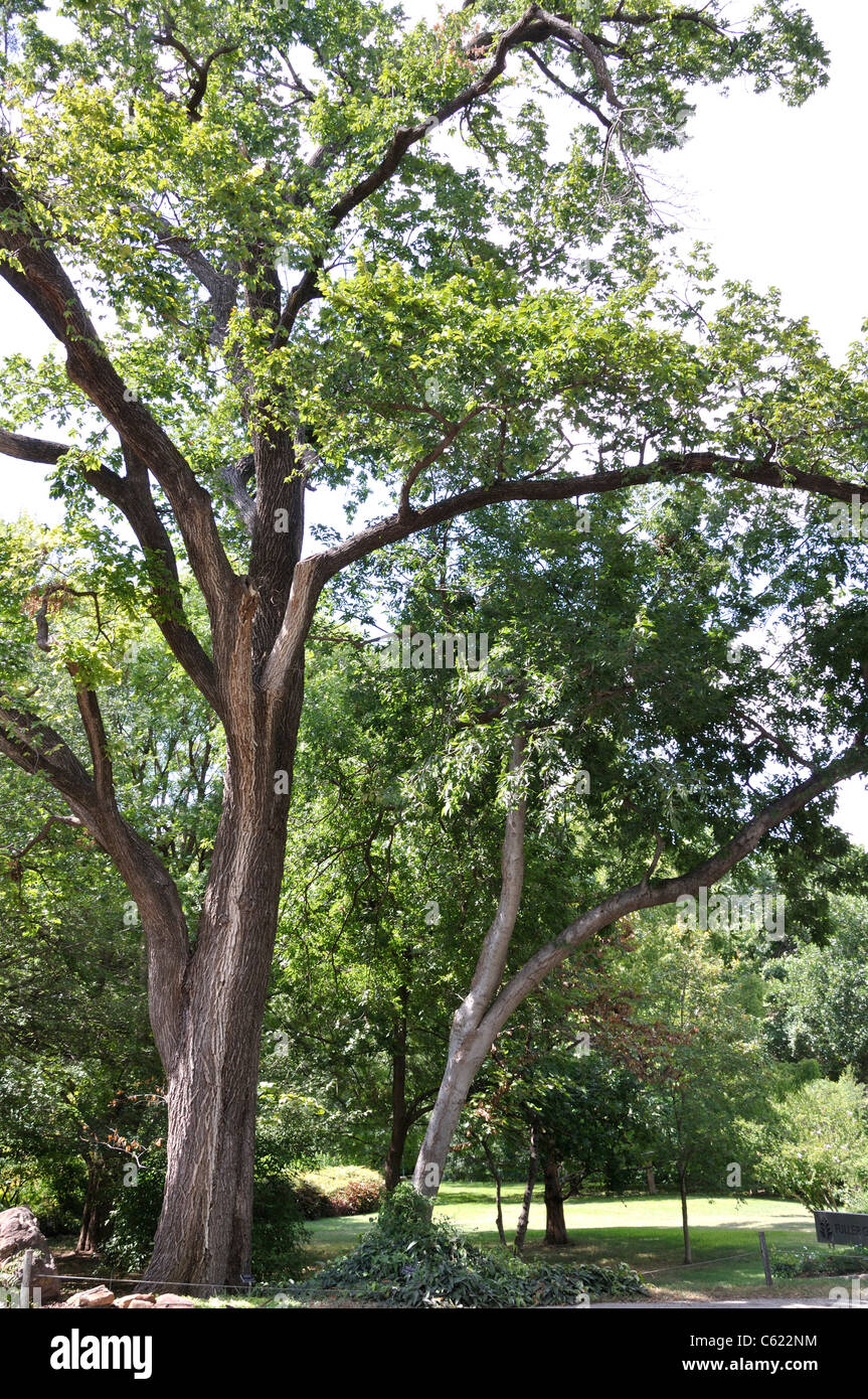 Cedar elm Ulmus crassifolia Stock Photo Alamy