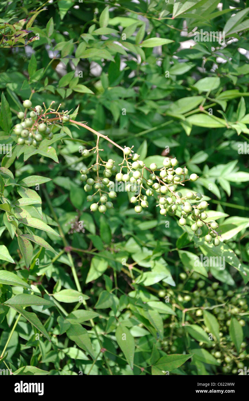 Heavenly Bamboo, Nandina domestica Stock Photo Alamy