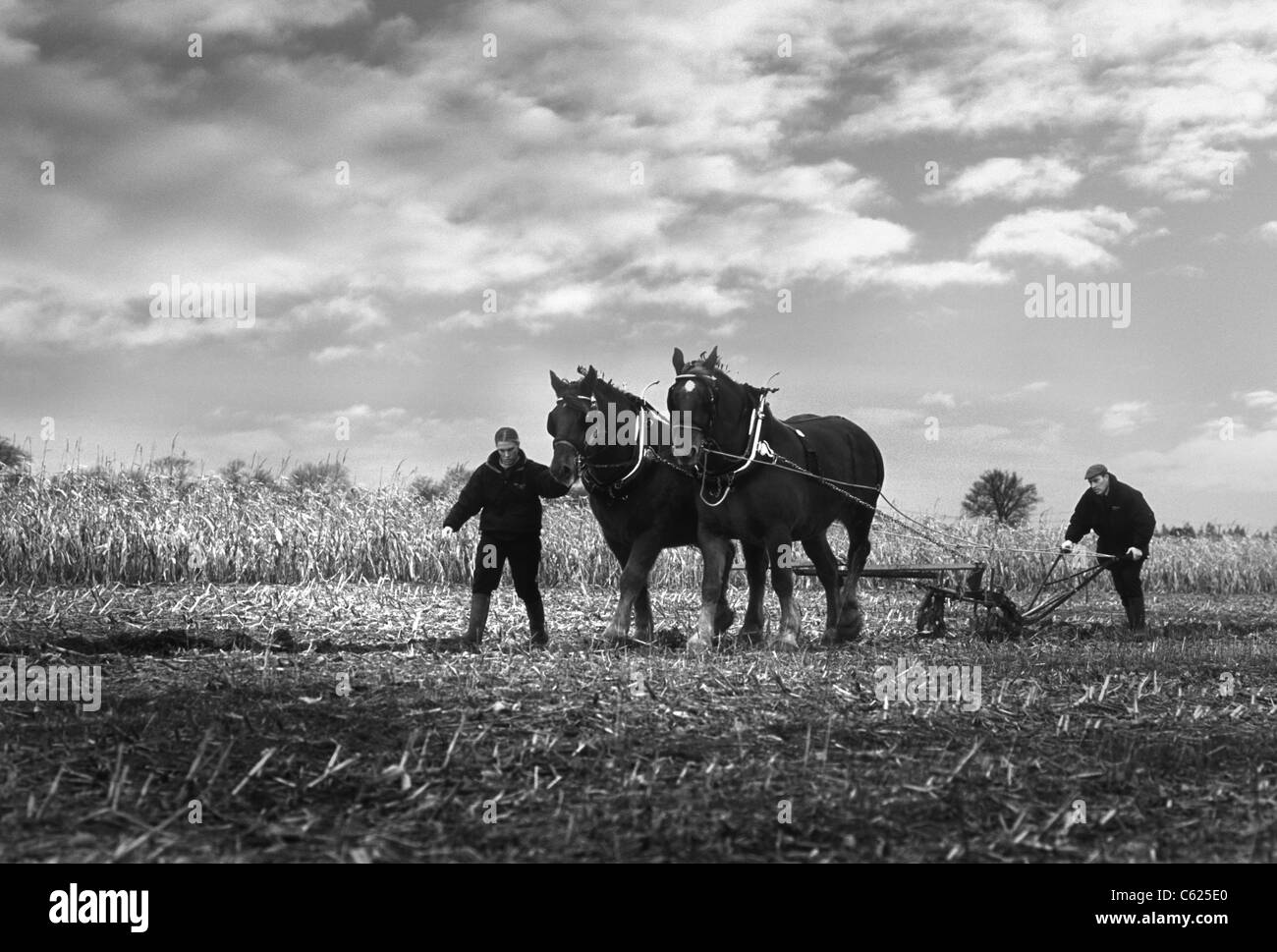 A team of Suffolk Punch horses ploughing a field in Suffolk. Vintage black and white image Stock Photo