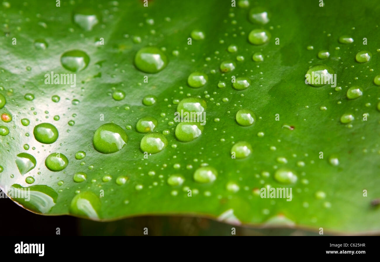 Green leaf raindrops on hi-res stock photography and images - Alamy