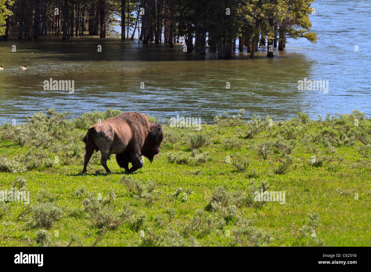 American Bison, Bison bison, in the Lamar Valley, Yellowstone National Park, Wyoming. Stock Photo