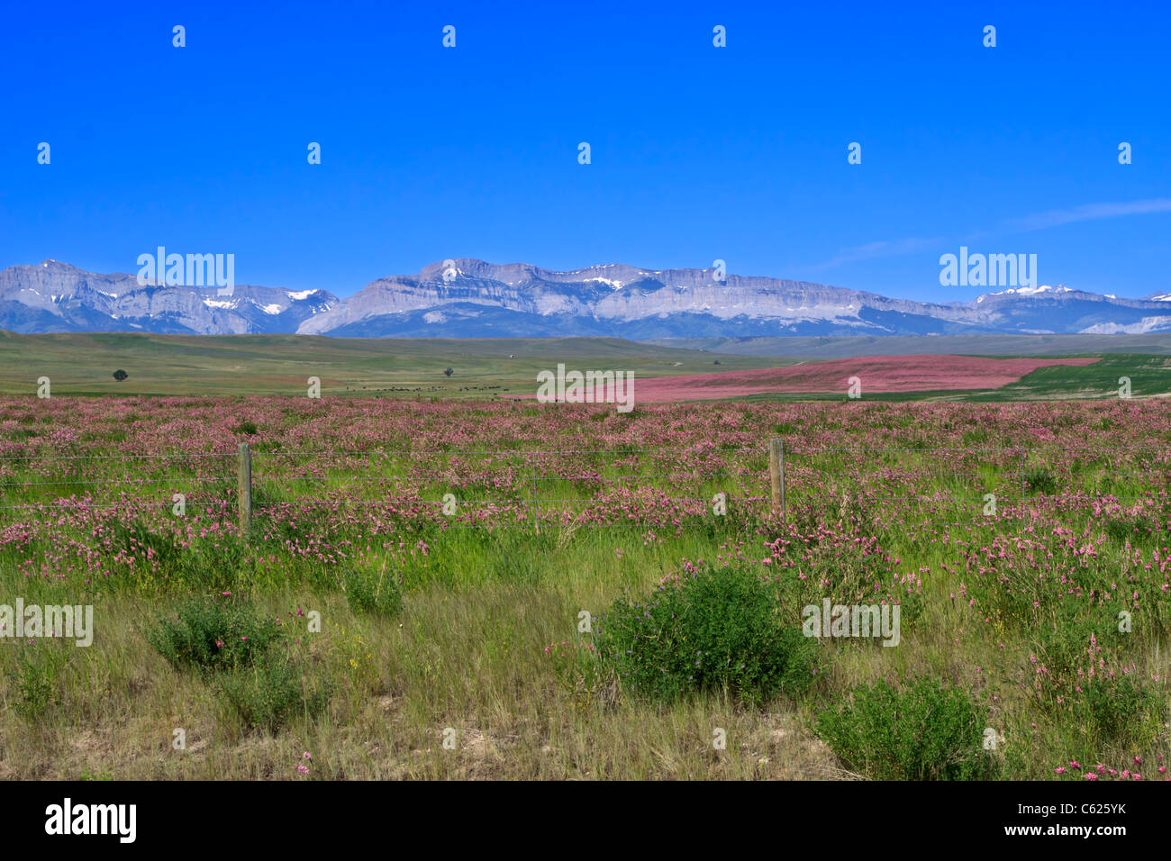 Purple fields of hairy vetch in pastureland east of the Rocky Mountains in Montana. Stock Photo