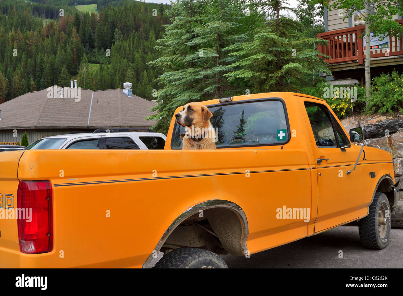 A handsome mixed breed dog waits in the back of a pickup truck for his owner to return. Stock Photo
