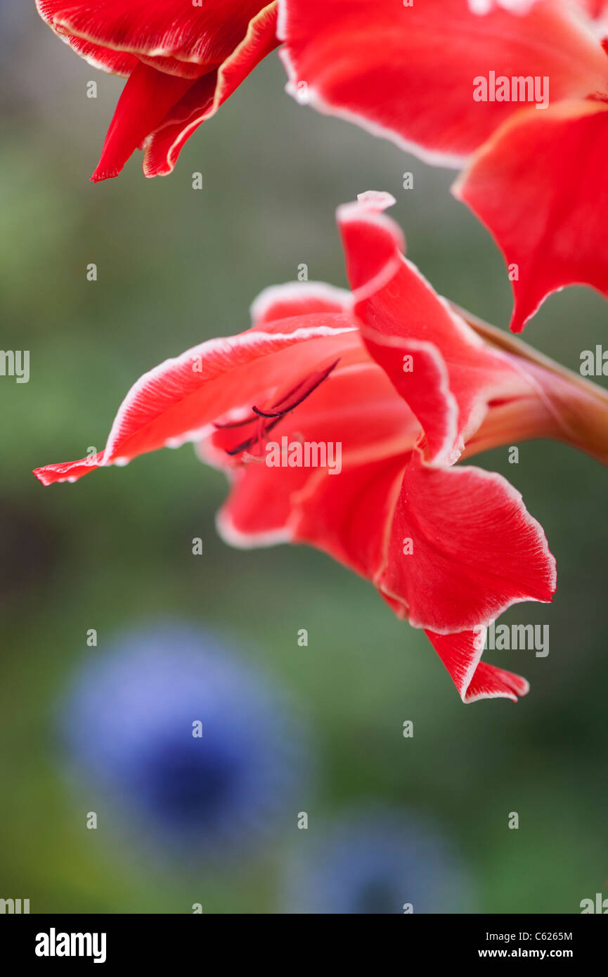 Gladiolus 'Atom'. Gladioli flower. Sword Lily 'Atom'. Gladiolus Primulinus 'Atom' Stock Photo