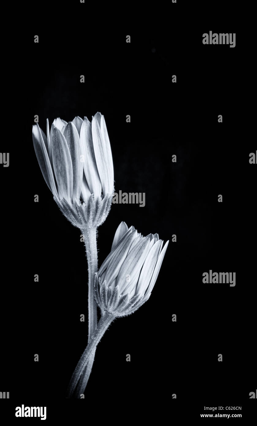 Flower black and white Stock Photo - Alamy