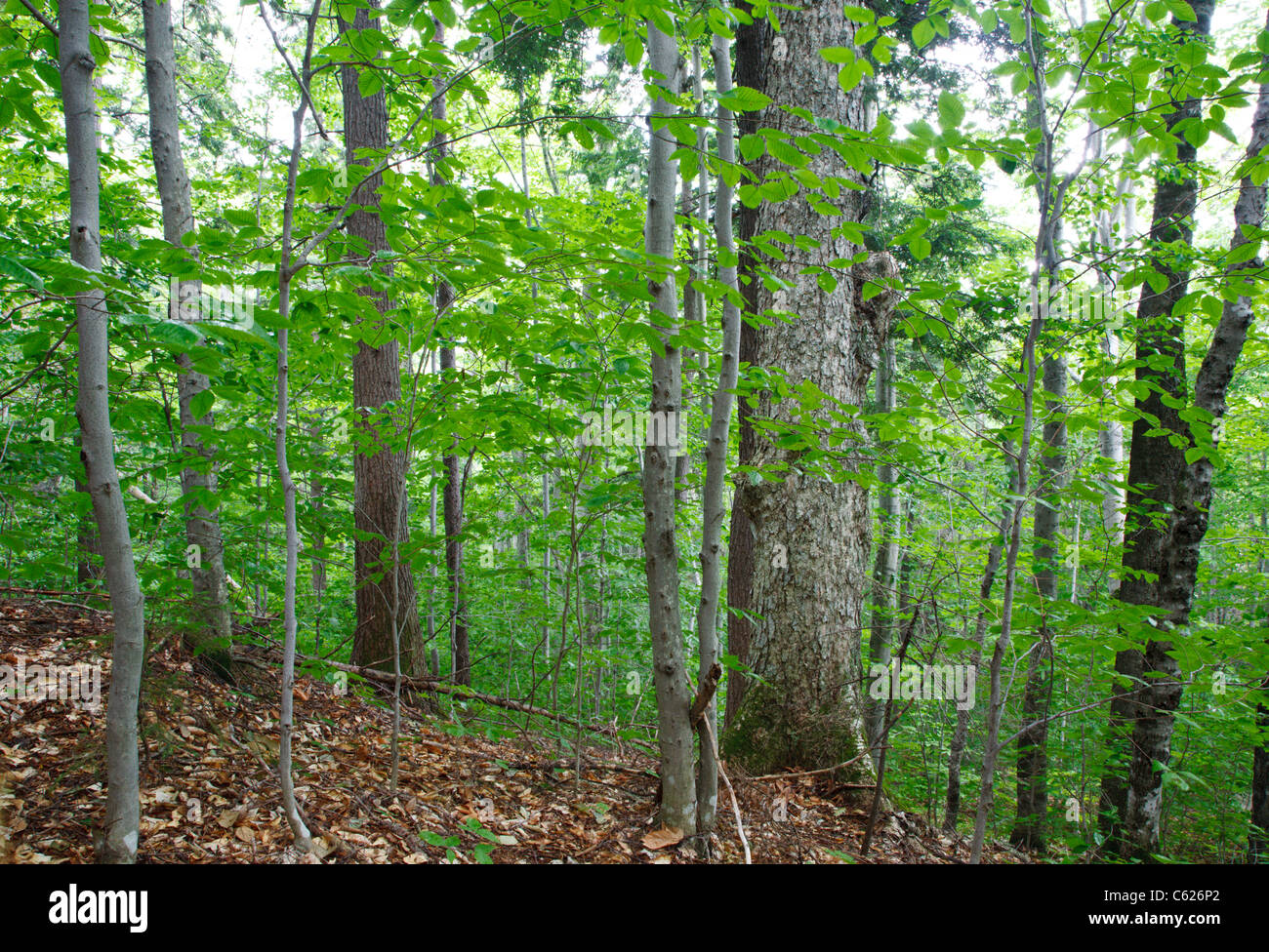 Hardwood Forest during the summer months in the area of the Haskell Brook drainage of Albany, New Hampshire USA Stock Photo
