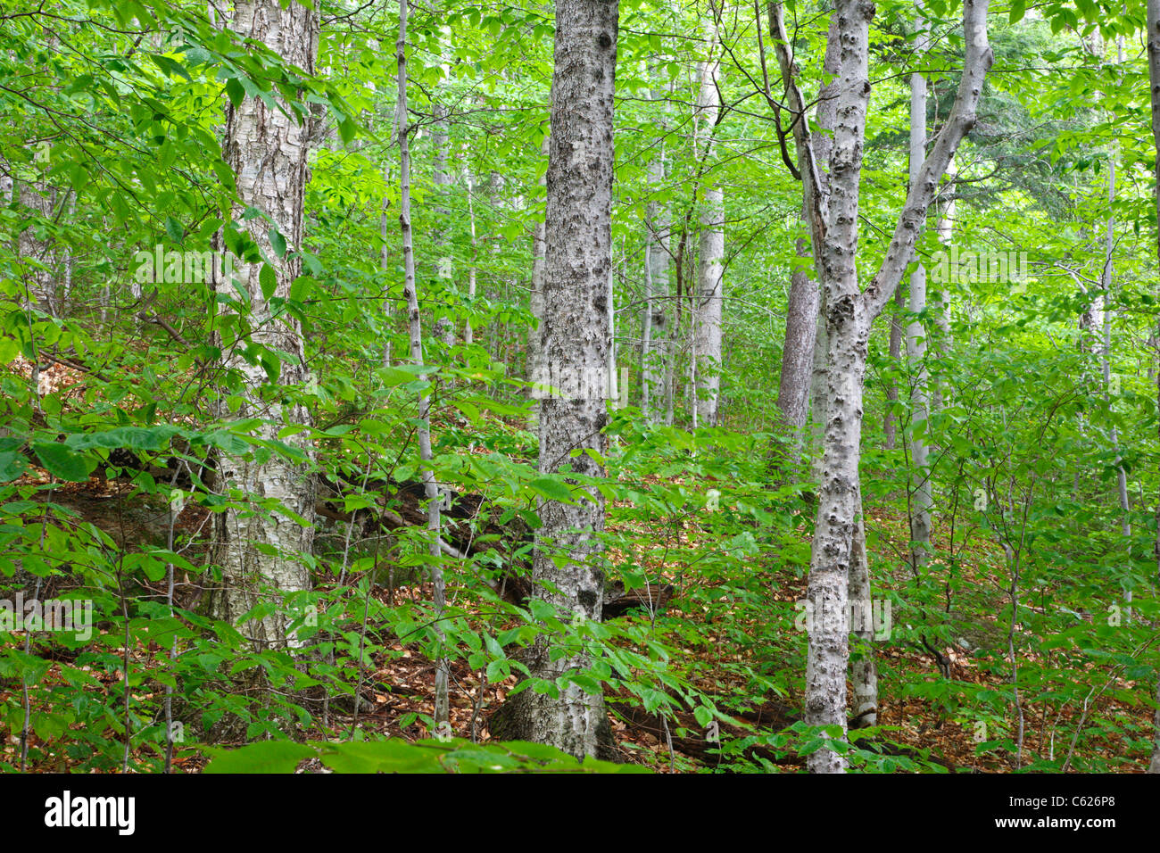 Hardwood Forest during the summer months in the area of the Haskell Brook drainage of Albany, New Hampshire USA Stock Photo