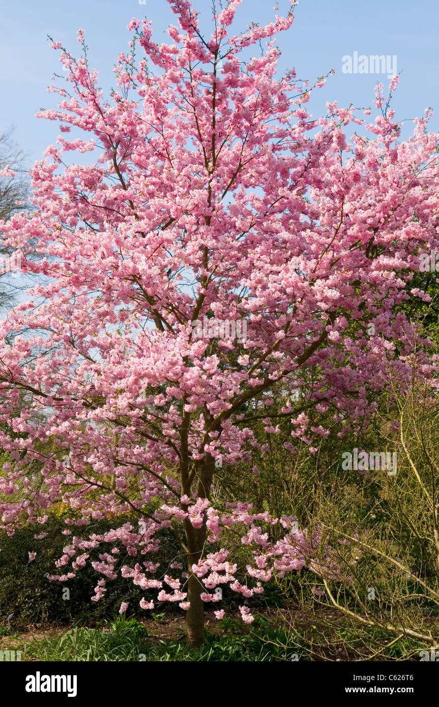 Accolade cherry tree hi-res stock photography and images - Alamy