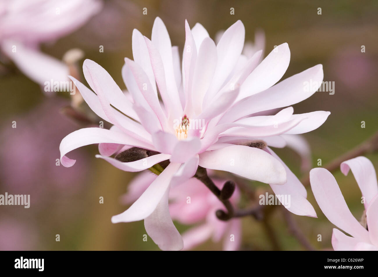 MAGNOLIA STELLATA JANE PLATT Stock Photo Alamy