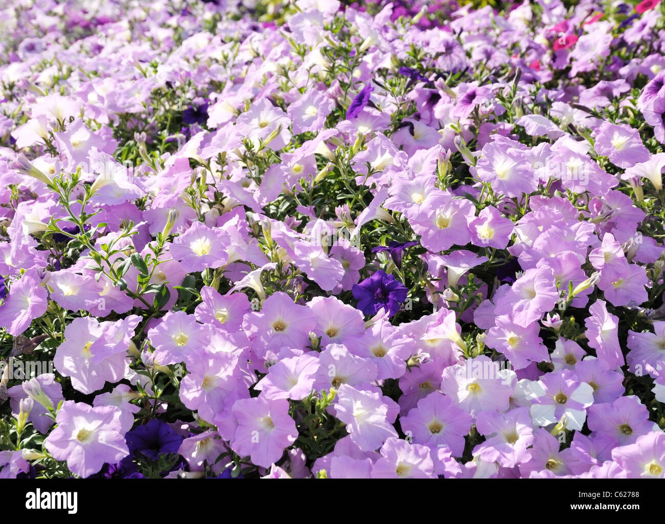 Colorful petunias closeup shot , for background Stock Photo Alamy