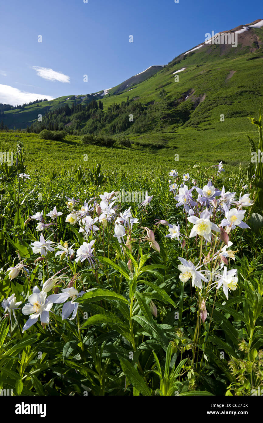 Rocky Mountain Columbine, Hellebore Family, Ranunculaceae (Buttercup Family) grow along Gothic Road, Crested Butte, Colorado USA Stock Photo