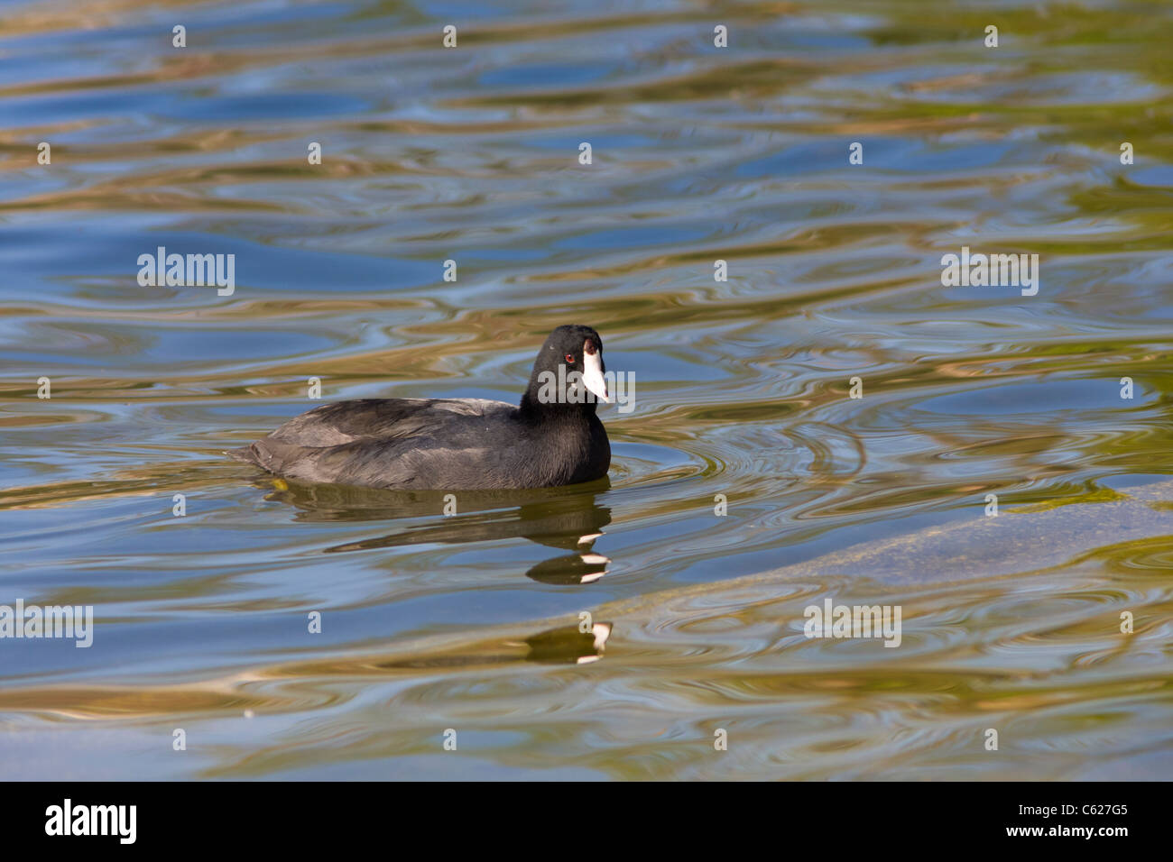 American Coot, Fulica americana, at McGovern Lake in Hermann Park in Houston, Texas. Stock Photo