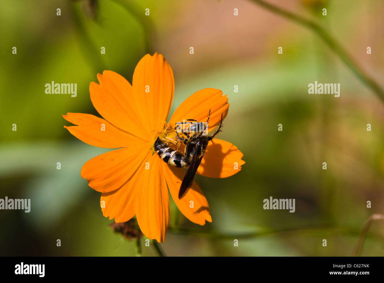 Insects on cosmos flower hi-res stock photography and images - Alamy