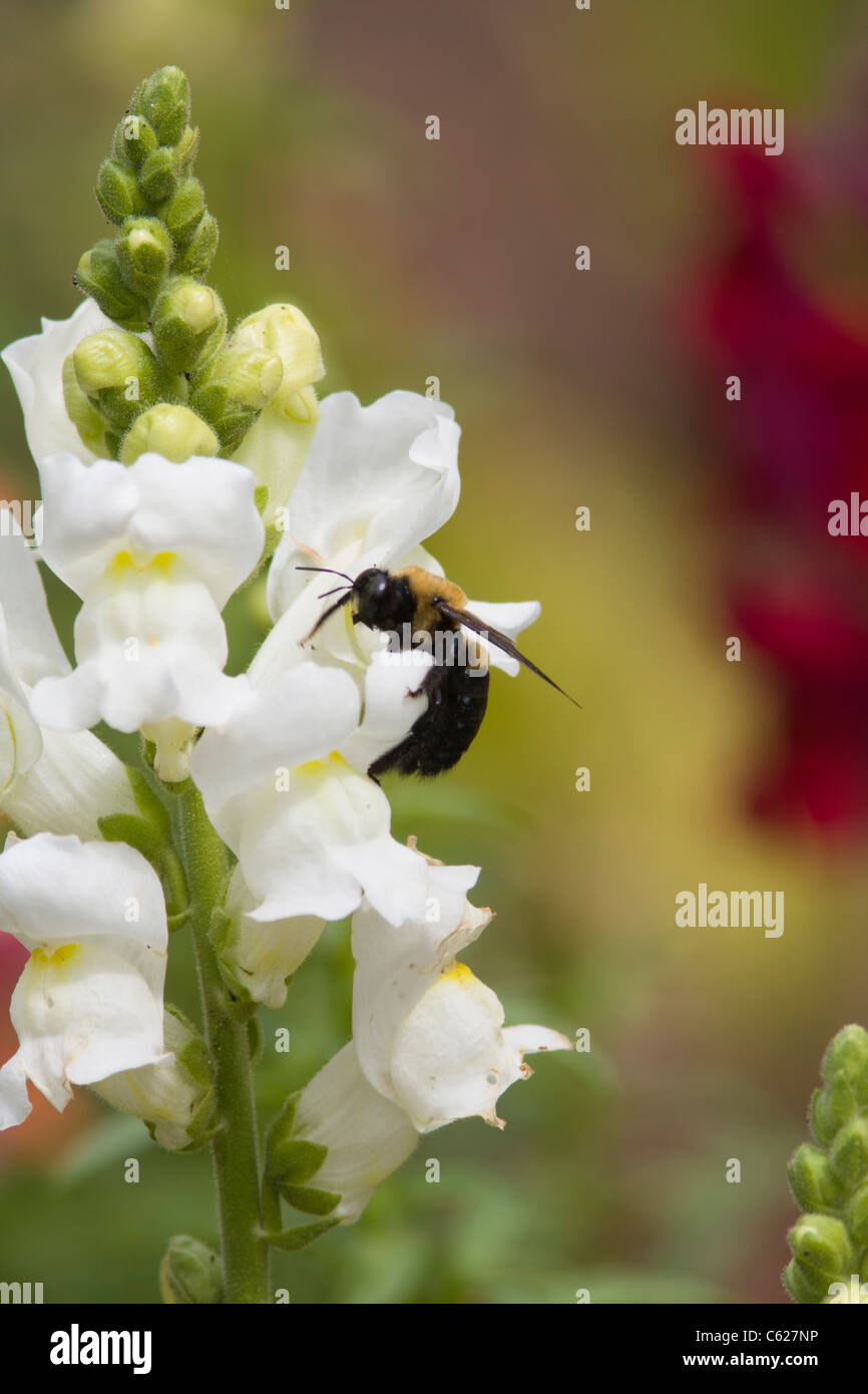 Bee on Snapdragon flower at Mercer Arboretum and Botanical Gardens in