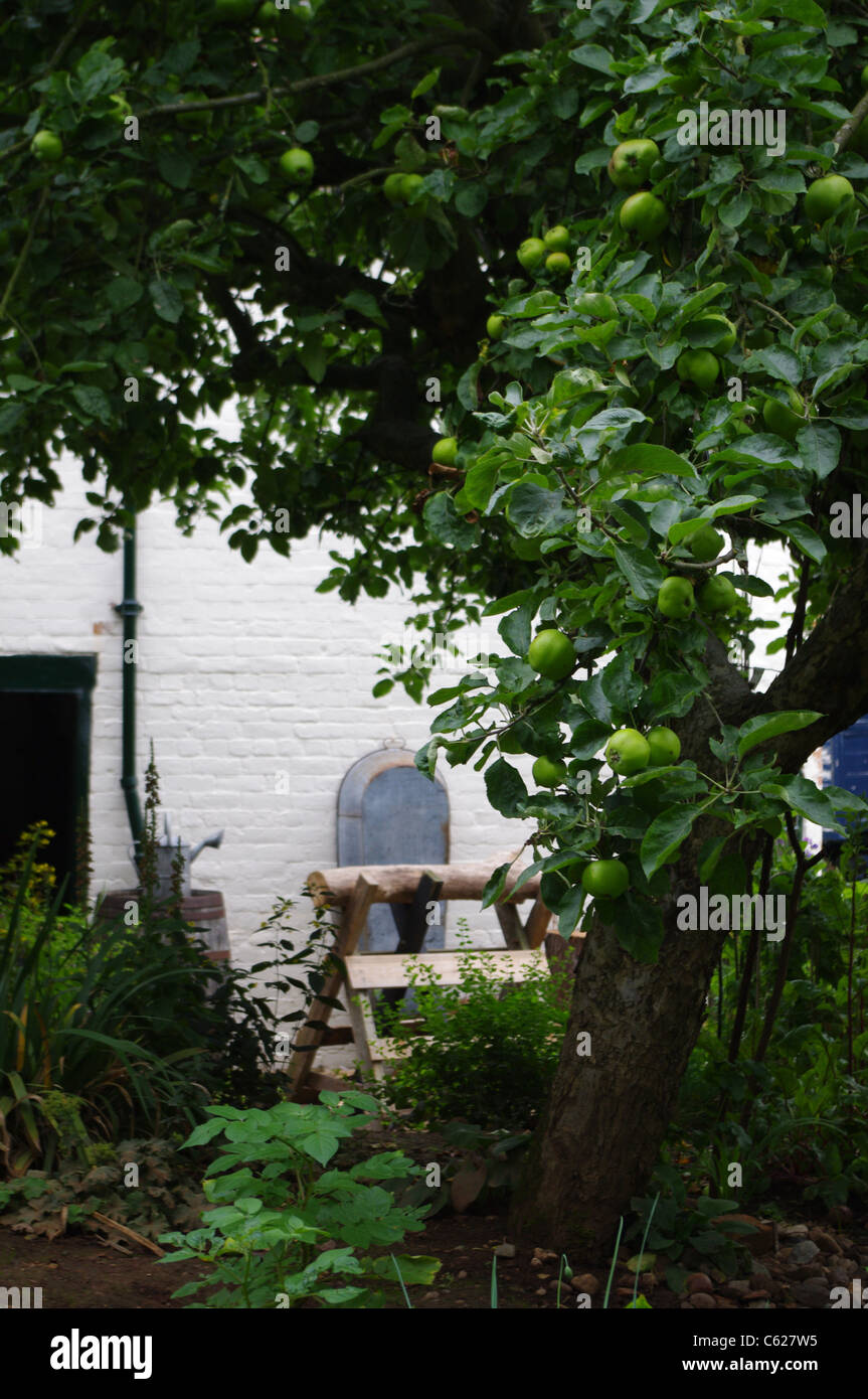 Fruiting apple tree in toll house garden Avoncroft with saw horse, zinc bath and old white wall behind. Stock Photo