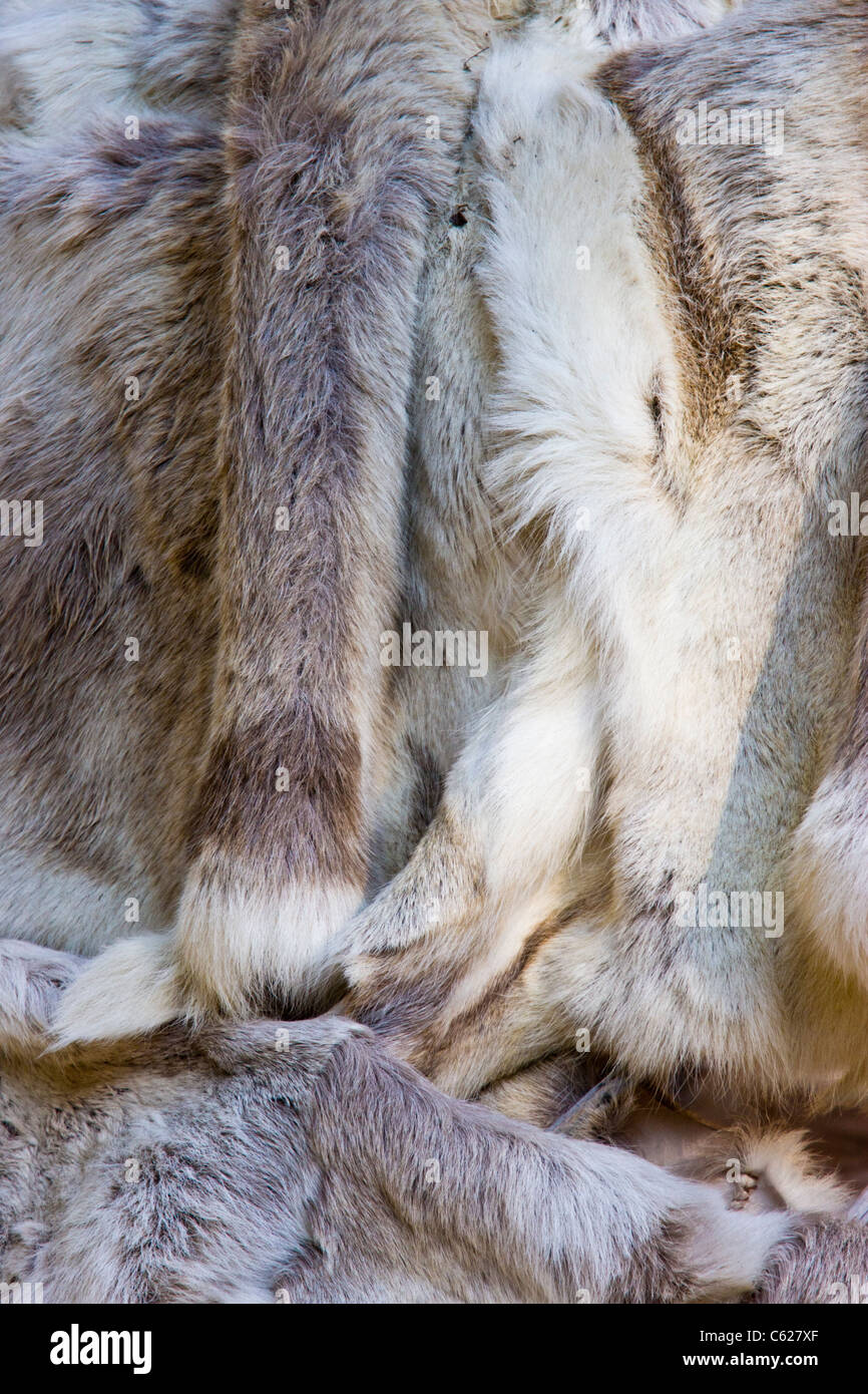Caribou Fur displayed in Inuit (Native American) village along the Chena River in Alaska. Stock Photo
